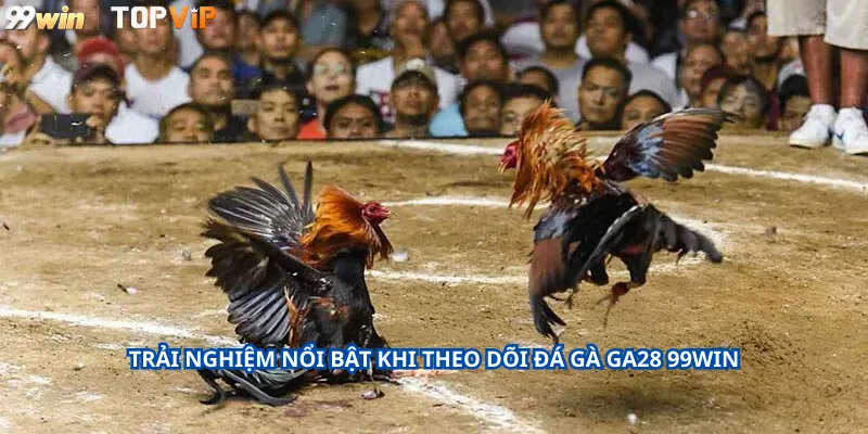 Trải Nghiệm Nổi Bật Khi Theo Dõi Đá Gà GA28 99Win